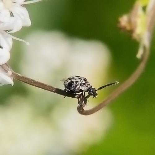 Réf. 218 346 : Bruchinae inconnu